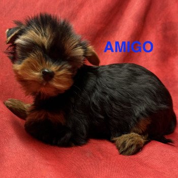 chiot Yorkshire terrier AMIGO york à réserver Domaine de la Chantelaie