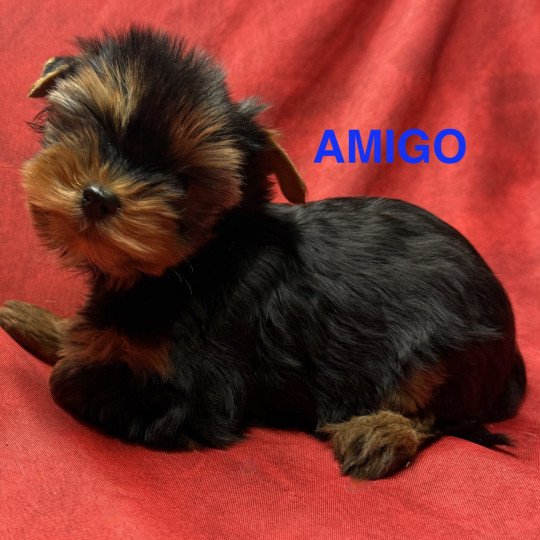 chiot Yorkshire terrier AMIGO york à réserver Domaine de la Chantelaie