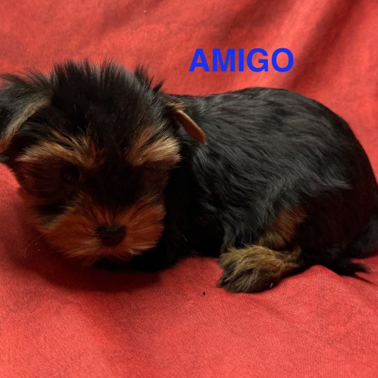 chiot Yorkshire terrier AMIGO york à réserver Domaine de la Chantelaie