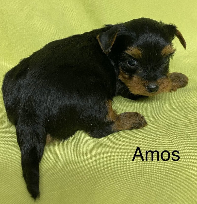 AMOS york à réserver Mâle Yorkshire terrier