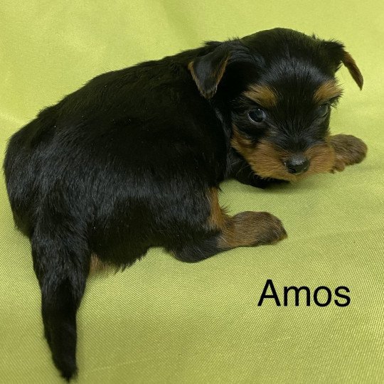 chiot Yorkshire terrier AMOS york Domaine de la Chantelaie