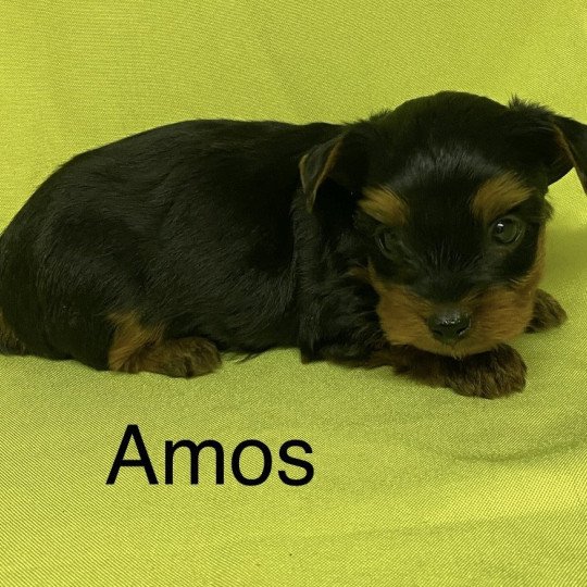 chiot Yorkshire terrier AMOS york Domaine de la Chantelaie