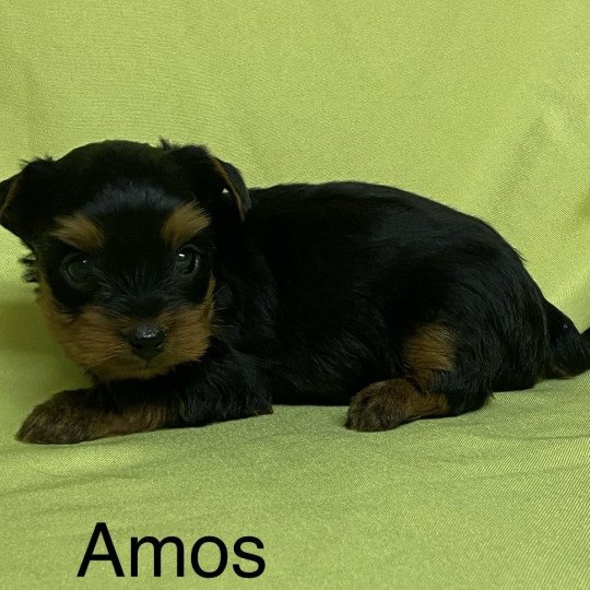 chiot Yorkshire terrier AMOS york Domaine de la Chantelaie