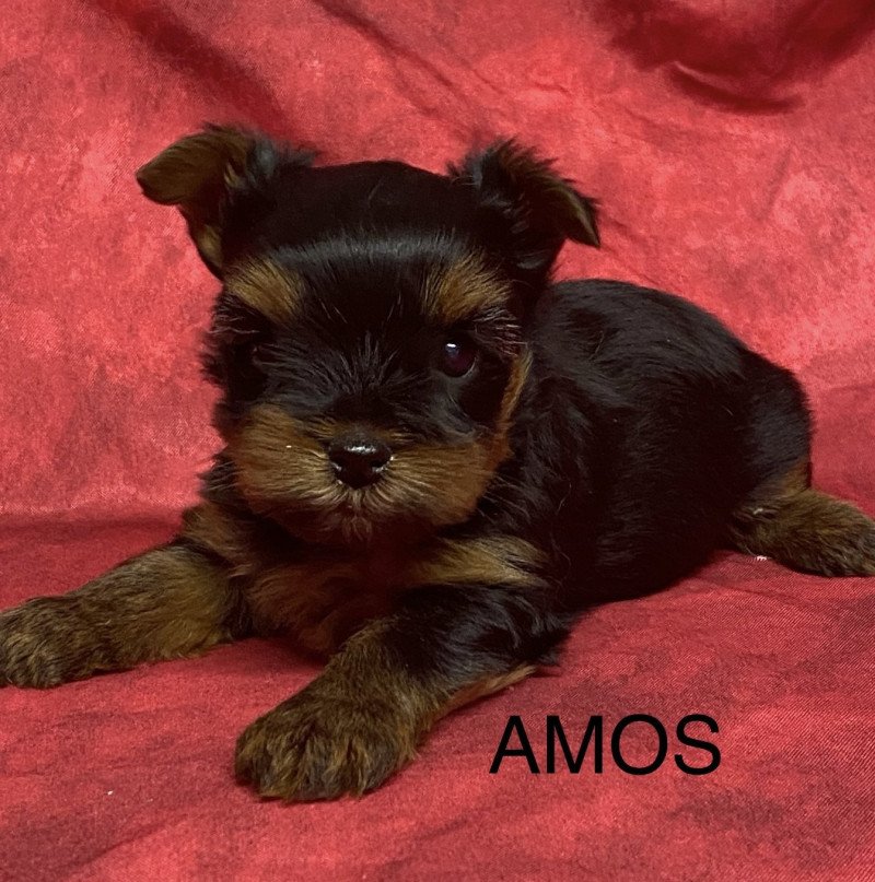 AMOS yorkshire à réserver Mâle Yorkshire terrier