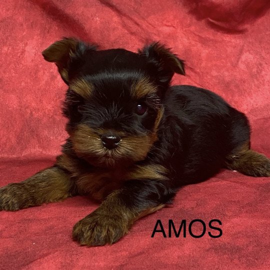 AMOS yorkshire à réserver Mâle Yorkshire terrier