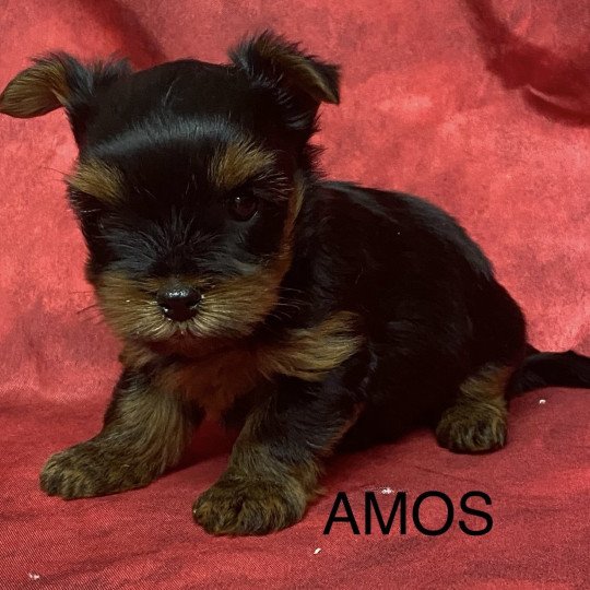 chiot Yorkshire terrier Noir et feu AMOS yorkshire à réserver Domaine de la Chantelaie
