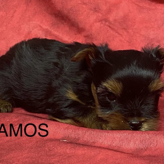 chiot Yorkshire terrier Noir et feu AMOS yorkshire à réserver Domaine de la Chantelaie