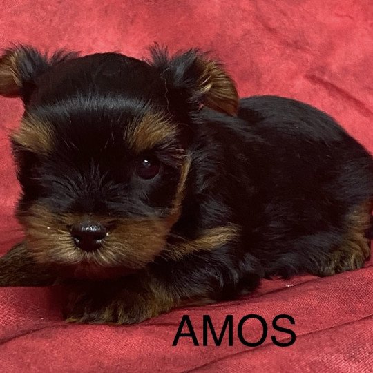 chiot Yorkshire terrier Noir et feu AMOS yorkshire à réserver Domaine de la Chantelaie