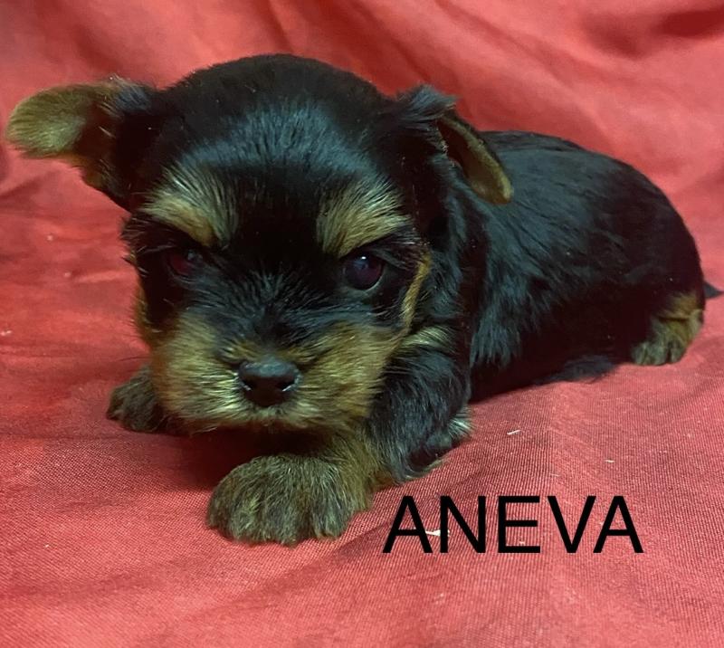 ANEVA York à réserver Femelle Yorkshire terrier
