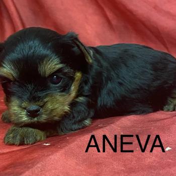 chiot Yorkshire terrier ANEVA York à réserver Domaine de la Chantelaie