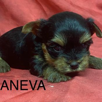 chiot Yorkshire terrier ANEVA York à réserver Domaine de la Chantelaie