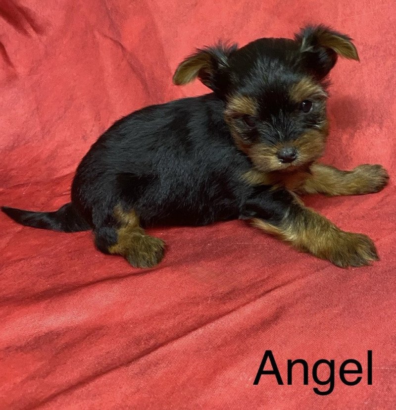 ANGEL york à réserver Mâle Yorkshire terrier ANGEL york à réserver Mâle Yorkshire terrier