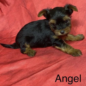 chiot Yorkshire terrier ANGEL york à réserver Domaine de la Chantelaie chiot Yorkshire terrier ANGEL york à réserver Domaine de la Chantelaie