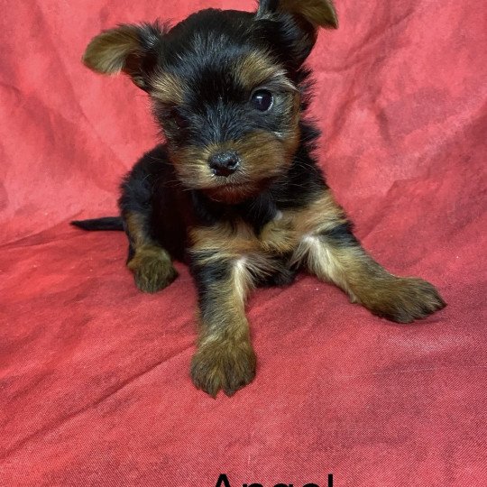 chiot Yorkshire terrier ANGEL york à réserver Domaine de la Chantelaie chiot Yorkshire terrier ANGEL york à réserver Domaine de la Chantelaie