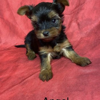 chiot Yorkshire terrier ANGEL york à réserver Domaine de la Chantelaie chiot Yorkshire terrier ANGEL york à réserver Domaine de la Chantelaie