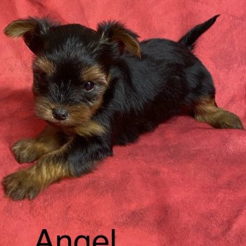 chiot Yorkshire terrier ANGEL york à réserver Domaine de la Chantelaie chiot Yorkshire terrier ANGEL york à réserver Domaine de la Chantelaie
