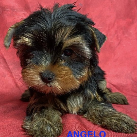 chiot Yorkshire terrier ANGELO york Domaine de la Chantelaie