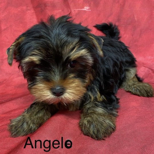chiot Yorkshire terrier ANGELO york Domaine de la Chantelaie