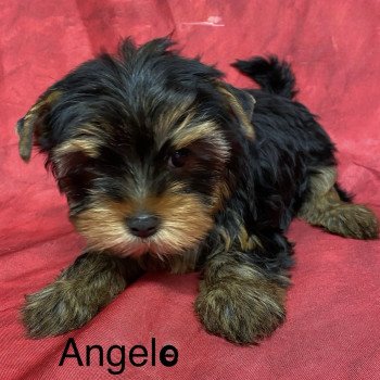 chiot Yorkshire terrier ANGELO york Domaine de la Chantelaie