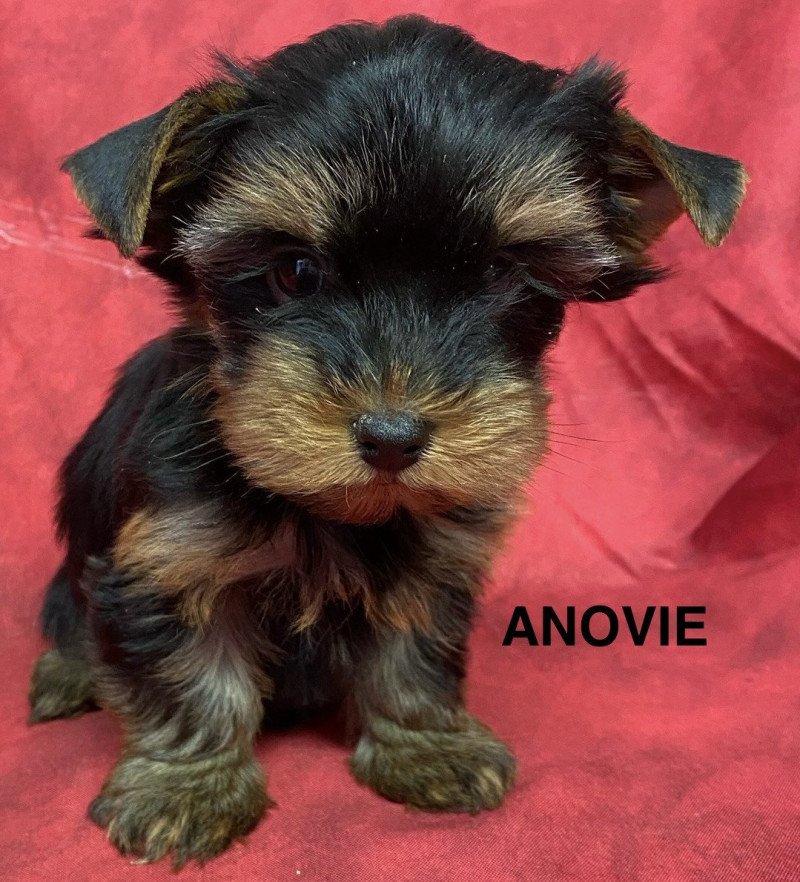 ANOVIE york Femelle Yorkshire terrier ANOVIE york Femelle Yorkshire terrier