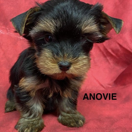 ANOVIE york Femelle Yorkshire terrier