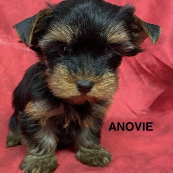 chiot Yorkshire terrier ANOVIE york Domaine de la Chantelaie chiot Yorkshire terrier ANOVIE york Domaine de la Chantelaie