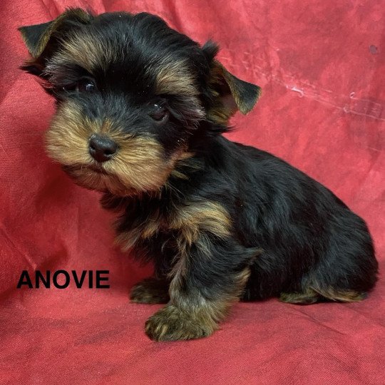 chiot Yorkshire terrier ANOVIE york Domaine de la Chantelaie