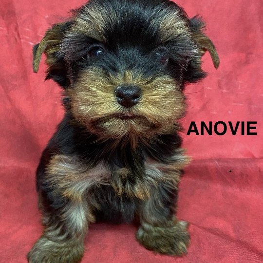 chiot Yorkshire terrier ANOVIE york Domaine de la Chantelaie