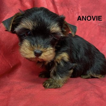 chiot Yorkshire terrier ANOVIE york Domaine de la Chantelaie chiot Yorkshire terrier ANOVIE york Domaine de la Chantelaie