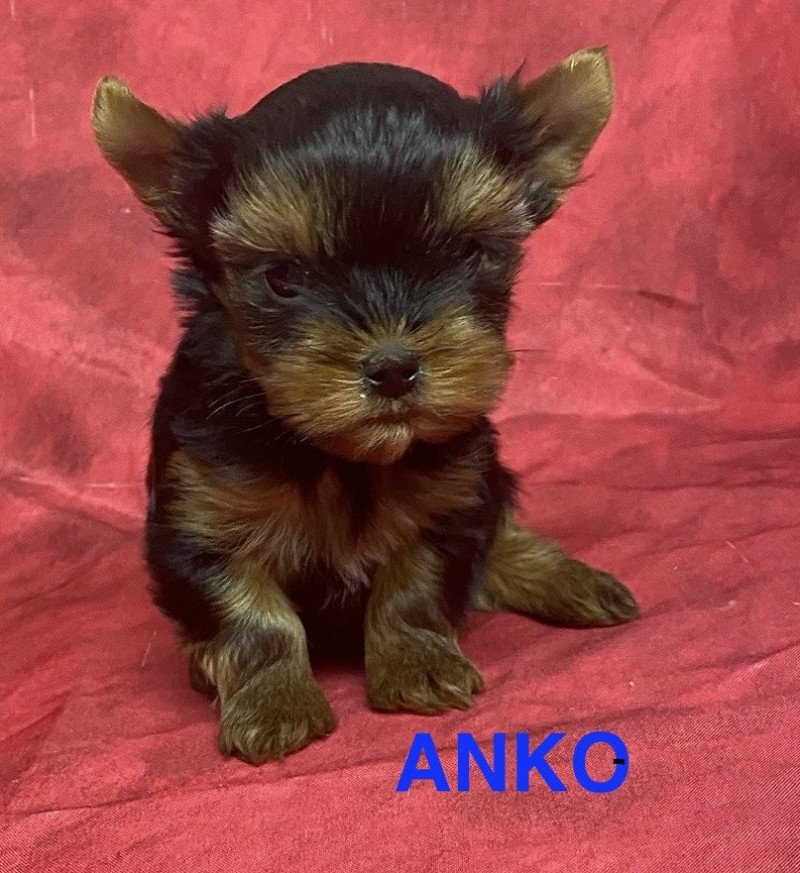 ANKO mini york à réserver Mâle Yorkshire terrier