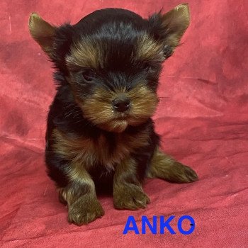 chiot Yorkshire terrier ANKO mini york à réserver Domaine de la Chantelaie