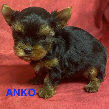 chiot Yorkshire terrier ANKO mini york à réserver Domaine de la Chantelaie
