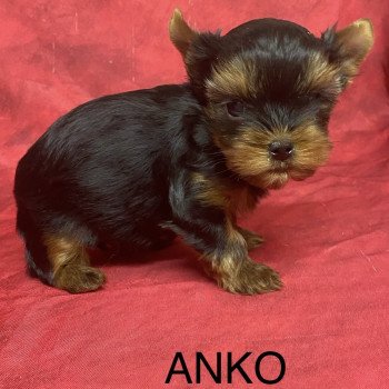 chiot Yorkshire terrier ANKO mini york à réserver Domaine de la Chantelaie