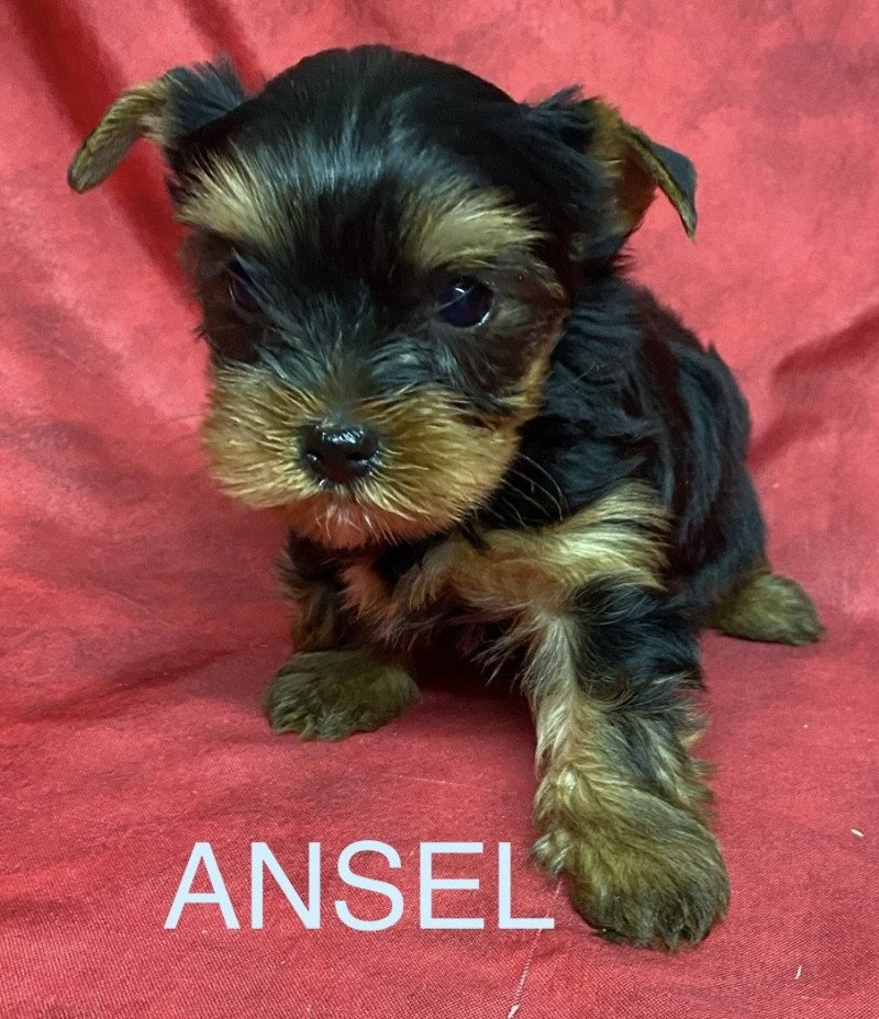 ANSEL York Mâle Yorkshire terrier