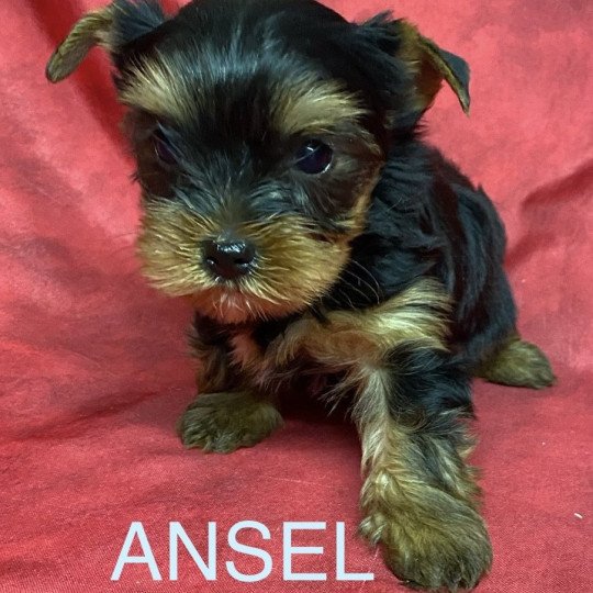 ANSEL York Mâle Yorkshire terrier