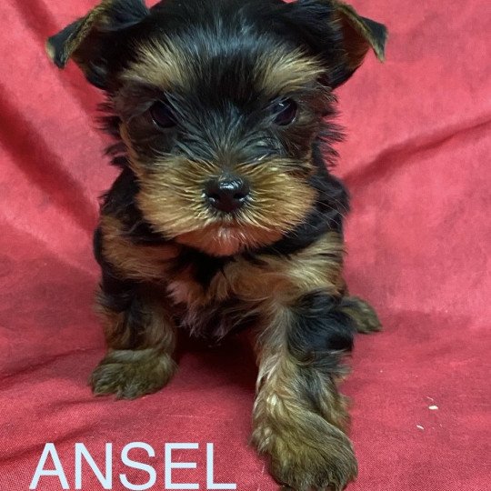 chiot Yorkshire terrier ANSEL York à réserver Domaine de la Chantelaie