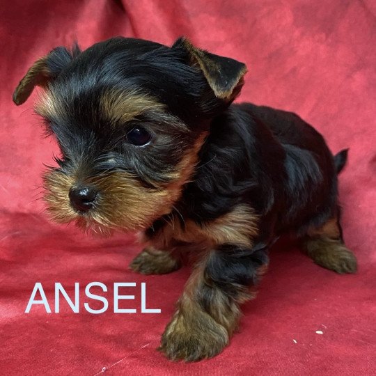 chiot Yorkshire terrier ANSEL York à réserver Domaine de la Chantelaie