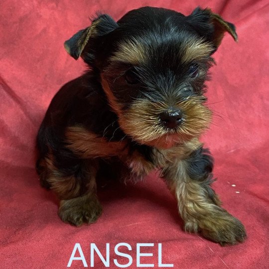 chiot Yorkshire terrier ANSEL York à réserver Domaine de la Chantelaie
