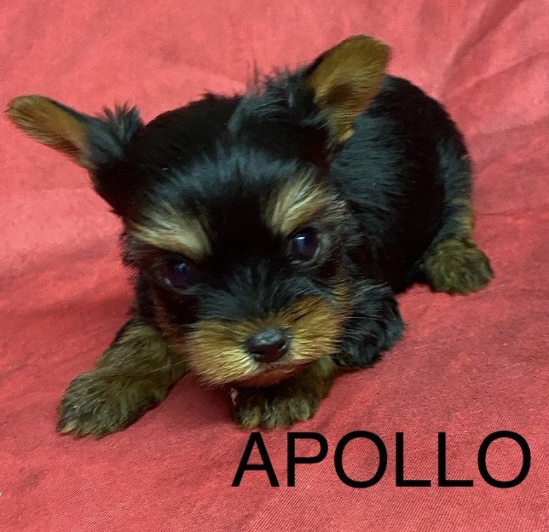 APOLO york à réserver Mâle Yorkshire terrier APOLO york à réserver Mâle Yorkshire terrier