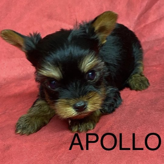 APOLO york à réserver Mâle Yorkshire terrier