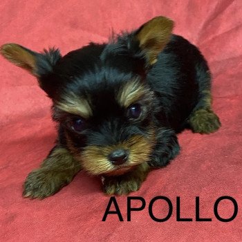 chiot Yorkshire terrier APOLO york à réserver Domaine de la Chantelaie chiot Yorkshire terrier APOLO york à réserver Domaine de la Chantelaie