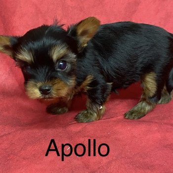 chiot Yorkshire terrier APOLO york à réserver Domaine de la Chantelaie chiot Yorkshire terrier APOLO york à réserver Domaine de la Chantelaie