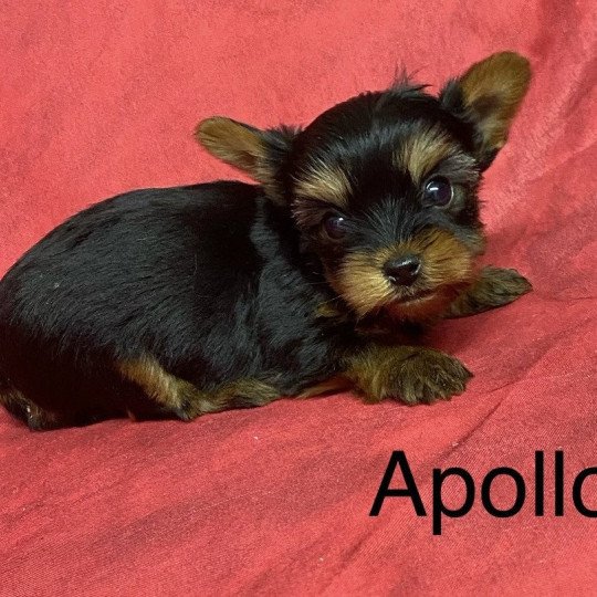 chiot Yorkshire terrier APOLO york à réserver Domaine de la Chantelaie chiot Yorkshire terrier APOLO york à réserver Domaine de la Chantelaie