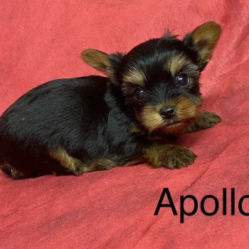 chiot Yorkshire terrier APOLO york à réserver Domaine de la Chantelaie chiot Yorkshire terrier APOLO york à réserver Domaine de la Chantelaie