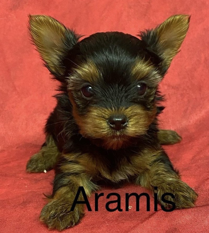 ARAMIS york à réserver Mâle Yorkshire terrier ARAMIS york à réserver Mâle Yorkshire terrier