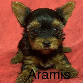 chiot Yorkshire terrier ARAMIS york à réserver Domaine de la Chantelaie chiot Yorkshire terrier ARAMIS york à réserver Domaine de la Chantelaie