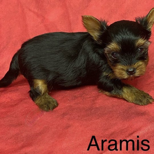 chiot Yorkshire terrier ARAMIS york à réserver Domaine de la Chantelaie chiot Yorkshire terrier ARAMIS york à réserver Domaine de la Chantelaie