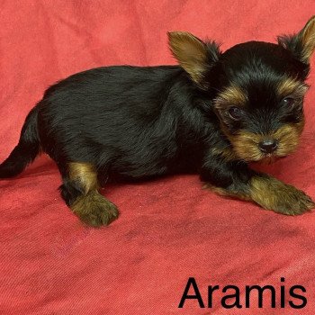 chiot Yorkshire terrier ARAMIS york à réserver Domaine de la Chantelaie chiot Yorkshire terrier ARAMIS york à réserver Domaine de la Chantelaie