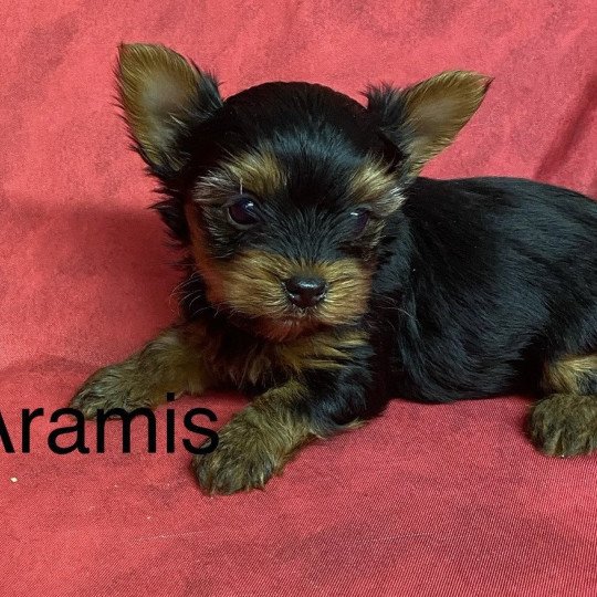 chiot Yorkshire terrier ARAMIS york à réserver Domaine de la Chantelaie chiot Yorkshire terrier ARAMIS york à réserver Domaine de la Chantelaie