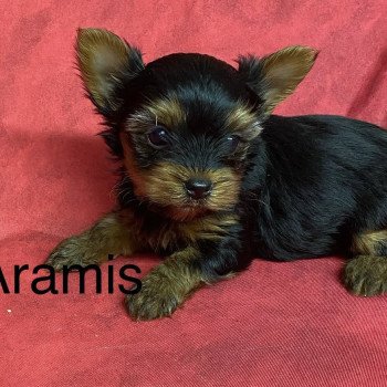 chiot Yorkshire terrier ARAMIS york à réserver Domaine de la Chantelaie chiot Yorkshire terrier ARAMIS york à réserver Domaine de la Chantelaie